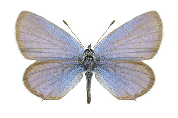 Butterfly Cupido argiades (male)