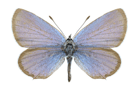 Butterfly Cupido argiades (male)
