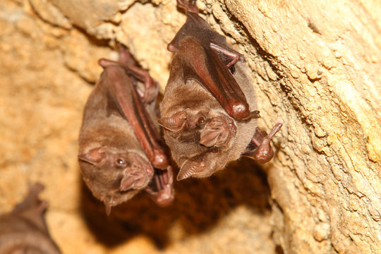 Bat Pair