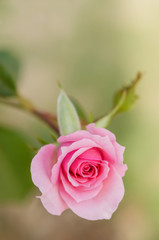 pink rose