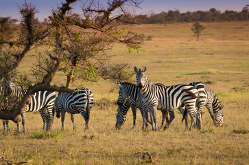 Fototapeta na wymiar Zebras in Serengeti in morning light