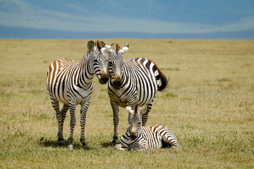 Zebra family