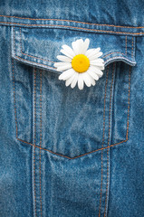 Blume im Knopfloch, Margerite, Jeans