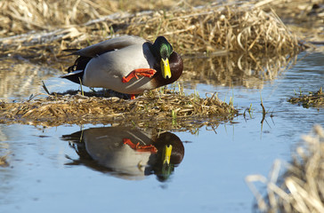 Mallard lifts up its leg.