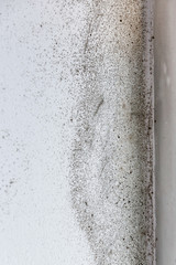 A dangerously mouldy white wall