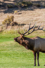 Bull Elk Bugling in Rut