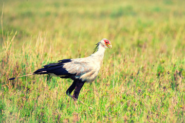 Secretarybird