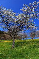 Obstbaumblüte in Vorarlberg