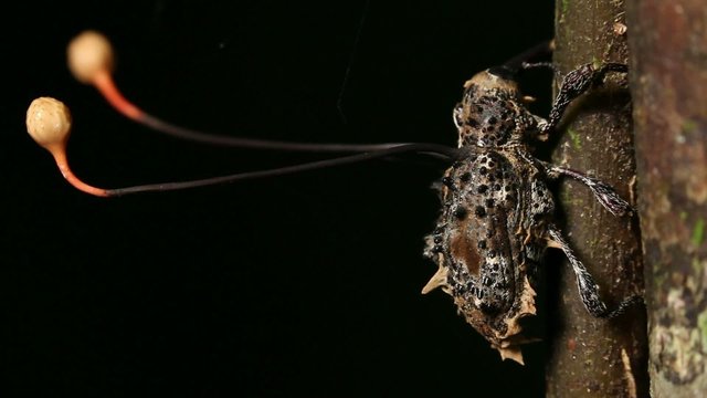 Cordyceps fungus parasitizing a weevil