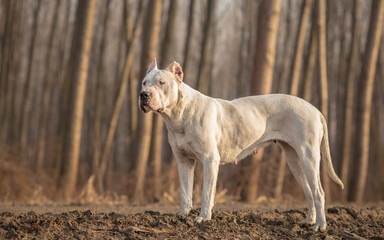 Female Dogo Argentino in wood