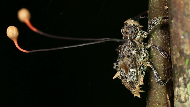 Cordyceps fungus parasitizing a weevil