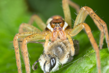 Raft spider, Dolomedes feeding on caught bee