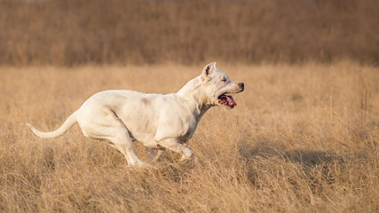 Obraz na płótnie Canvas Dogo Argentino in run