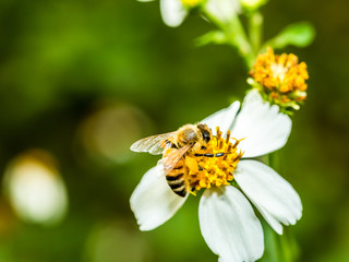 bee eat pollen of flower