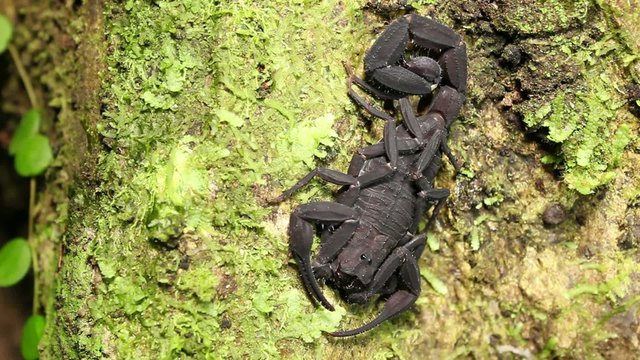 Scorpion on a tree trunk in rainforest, Ecuador