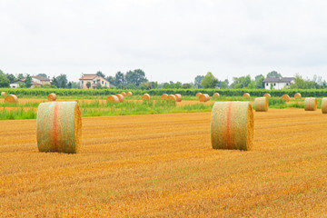 Field haystack