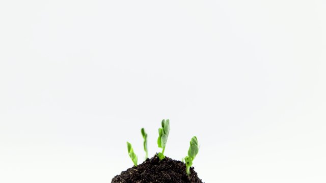 Growth of pea seedlings in two weeks, timelapse