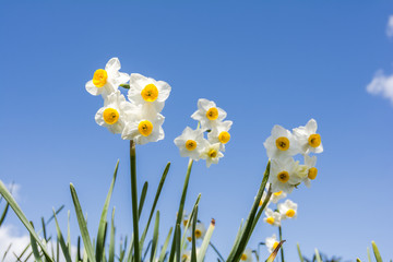 Fototapeta premium 水仙の花と青空