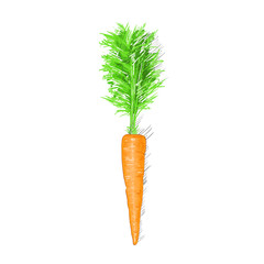 carrot sketch drawing isolated over white background