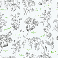 Vector seamless pattern with herbs on a white background