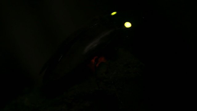 Bioluminescent Click Beetle (Pyrophorus sp.)