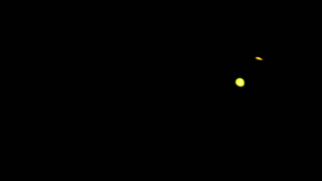 Bioluminescent Click Beetle (Pyrophorus sp.)