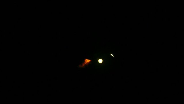 Bioluminescent Click Beetle (Pyrophorus sp.)