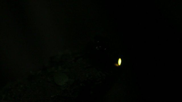 Bioluminescent Click Beetle (Pyrophorus sp.)
