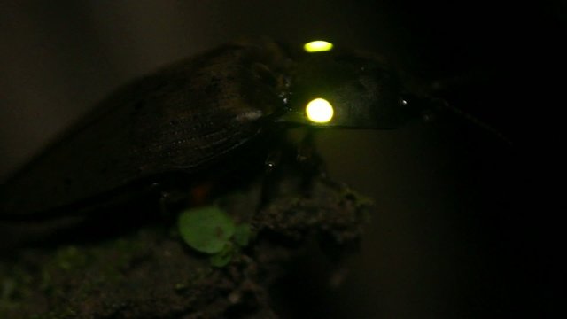 Bioluminescent Click Beetle (Pyrophorus sp.)