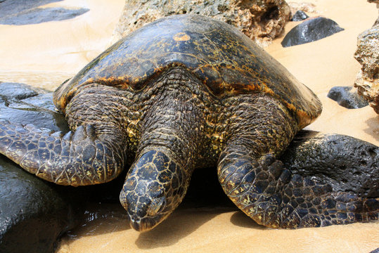 Hawaiian Turtle