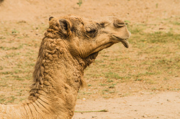 Camel