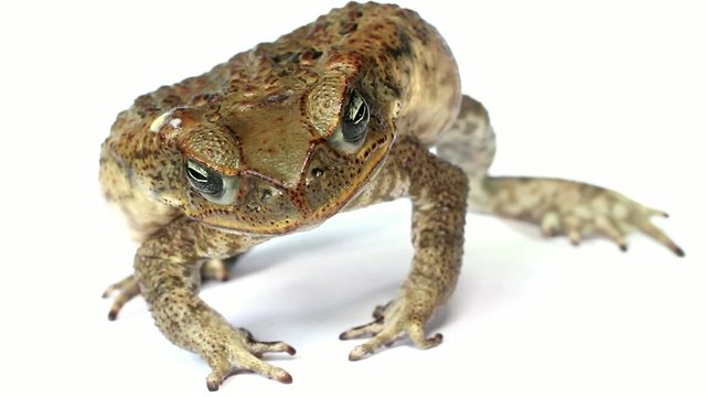 Cane Toad (Rhinella marina) displaying defence posture