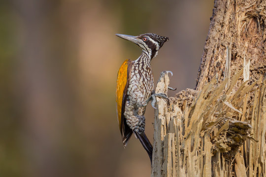 female Greater Flameback (Chrysocolaptes guttacristatus)