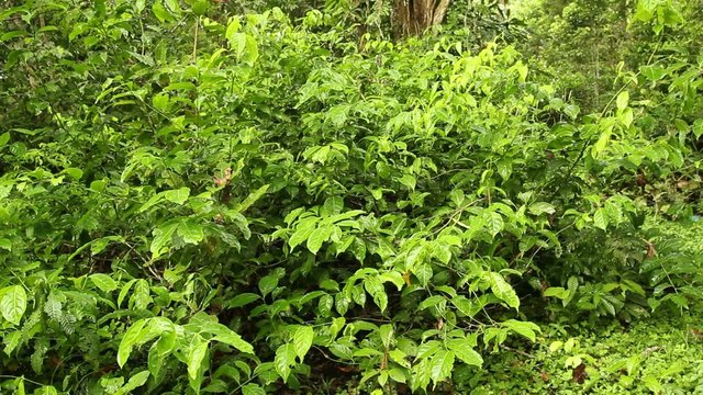 Hallucinogenic plant Chali Panga (Diplopteris cabreraiana)