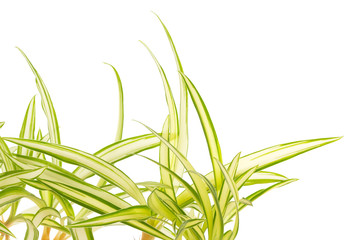 phalangère, plante araignée, fond blanc