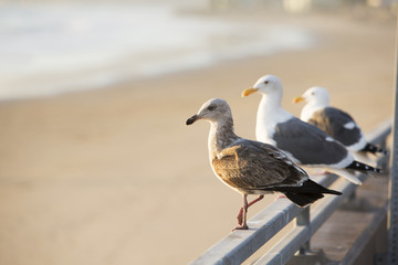 three seagulls on the beach