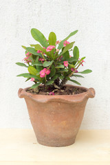 pink crown of thorns plants in earthenware pot on plywood and co