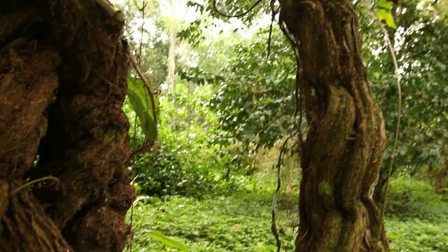 Hallucinogenic vine Ayahuasca (Banisopteris caapi)