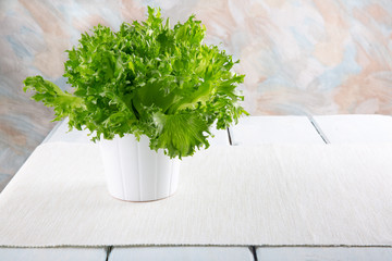 Fresh green lettuce in a white pot.