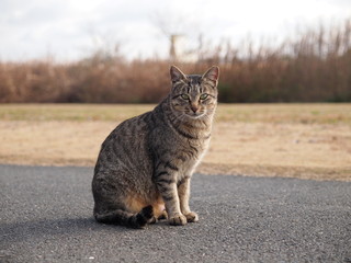 河川敷の猫