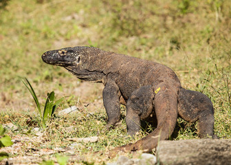 komodo dragon