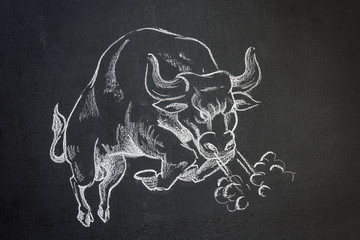 wild bull