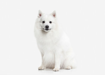 Dog. Japanese white spitz on white background