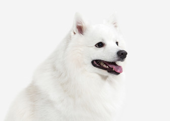 Dog. Japanese white spitz on white background