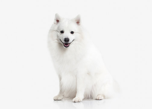 Japanese White Spitz Images Browse 67 Stock Photos Vectors And Video Adobe Stock