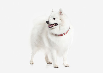 Dog. Japanese white spitz on white background