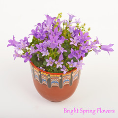 Flowers bells isolated on white background