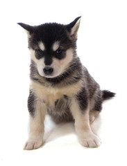 chiot malamute