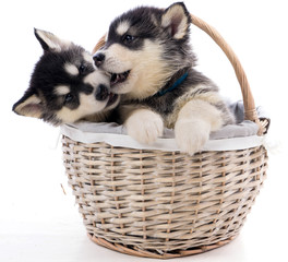 deux chiots malamute dans un panier