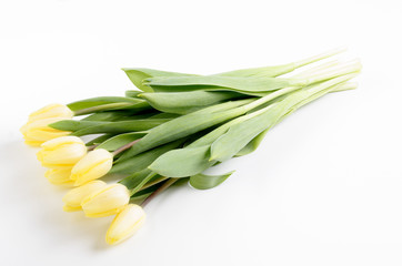 fresh bright yellow tulips on a light background